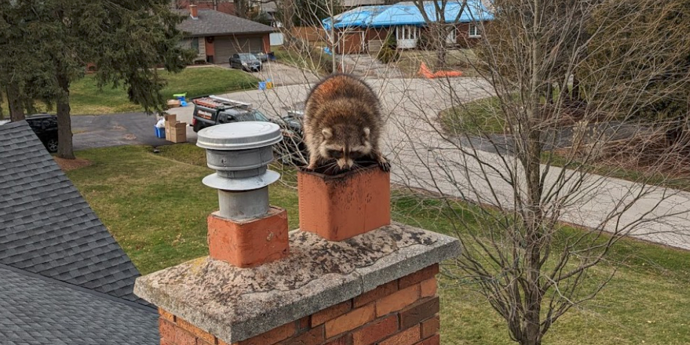 Animal and blockage removal from chimneys and vents.